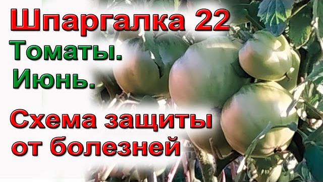 Шпаргалка 22. томаты. болезни. схема обработки. Шпаргалка 22. томаты. болезни. схема обработки.