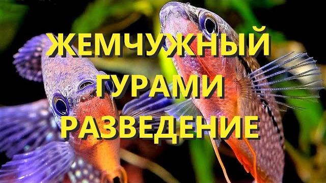 Разведение жемчужных гурами Разведение жемчужных гурами