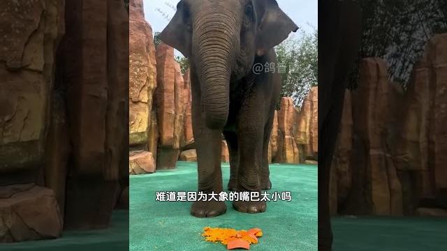 大象为什么要将食物踩碎了才吃? 大象为什么要将食物踩碎了才吃?