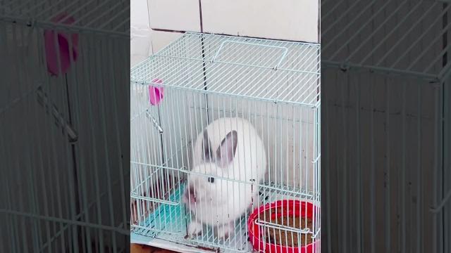 這隻成精了,還會自己開籠子,逃獄的兔兔。 這隻成精了,還會自己開籠子,逃獄的兔兔。