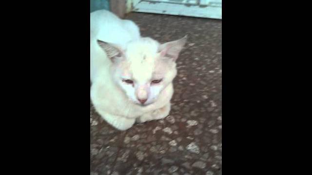 Pobre gato xd (vine) Pobre gato xd (vine)