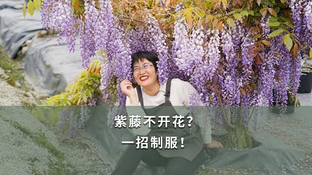 【海妈植物推荐】紫藤不开花?一招制服! 【海妈植物推荐】紫藤不开花?一招制服!