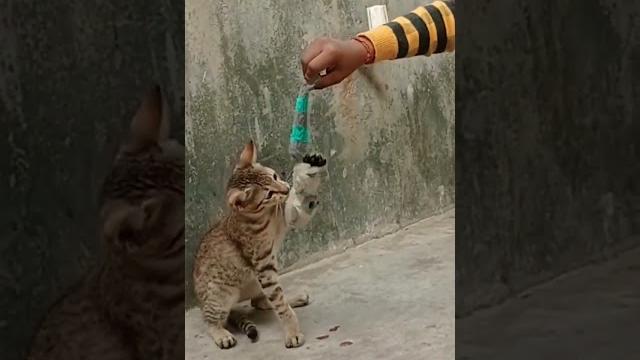 Cute pussy cat || #pussycat #cutecate #cat #catlover #catlovers #ytshorts #shorts #shortsfeed Cute pussy cat || #pussycat #cutecate #cat #catlover #catlovers #ytshorts #shorts #shortsfeed