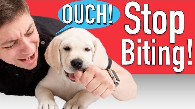 How to train your puppy to stop biting How to train your puppy to stop biting