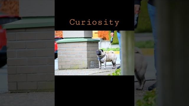 Curiosity carly rae jepsen ft jacob the pug #curiosity #carlyraejepsen #callmemaybe #pug #dogs #oned Curiosity carly rae jepsen ft jacob the pug #curiosity #carlyraejepsen #callmemaybe #pug #dogs #oned