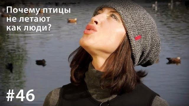 Почему птицы не летают как люди? // всё как у зверей #46 Почему птицы не летают как люди? // всё как у зверей #46