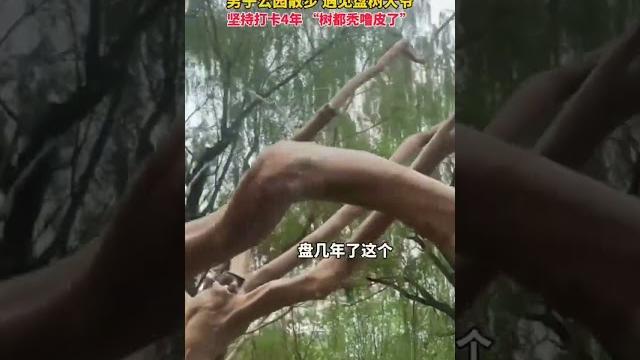 男子公园散步,偶遇盘树大爷。 男子公园散步,偶遇盘树大爷。