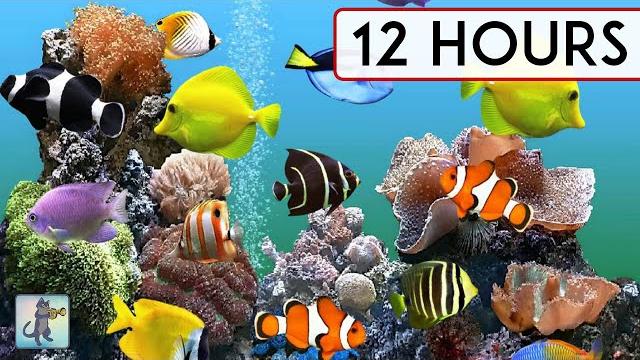 Coral reef aquarium collection • 12 hours • best relax music • sleep music Coral reef aquarium collection • 12 hours • best relax music • sleep music