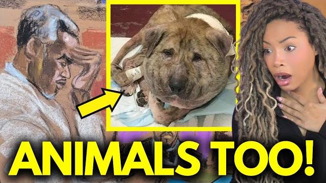 Diddy trial bombshell: diddy took his rage out on helpless dog! kid cudi testimony shocks courtroom Diddy trial bombshell: diddy took his rage out on helpless dog! kid cudi testimony shocks courtroom