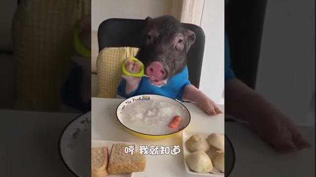 Свинья ест ложкой за столом Свинья ест ложкой за столом
