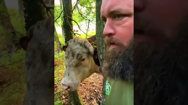 Cornered by rufus #rufusthebull Cornered by rufus #rufusthebull