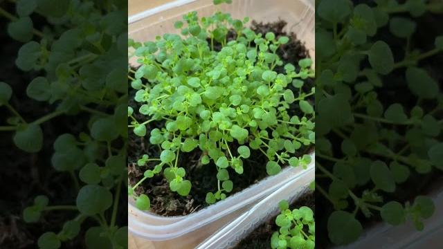 Мята мини минт mentha reguienii #flower #garden #дача #дачасвоимируками #дачаснуля #gardening Мята мини минт mentha reguienii #flower #garden #дача #дачасвоимируками #дачаснуля #gardening