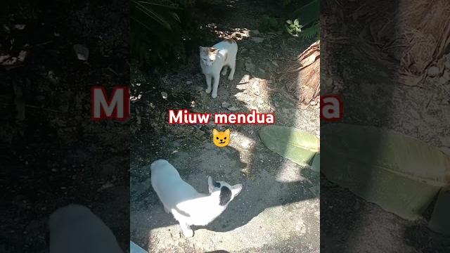 Miuw selingkuh Miuw selingkuh
