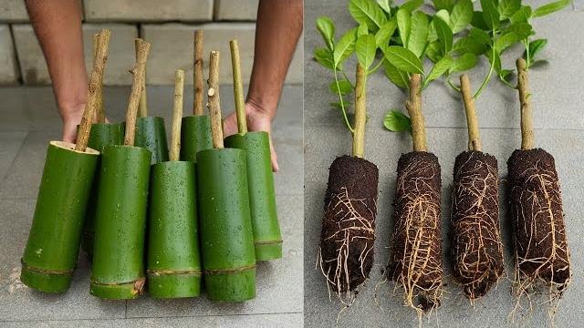 Fastest way to propagate lemon trees fast without fail#live Fastest way to propagate lemon trees fast without fail#live