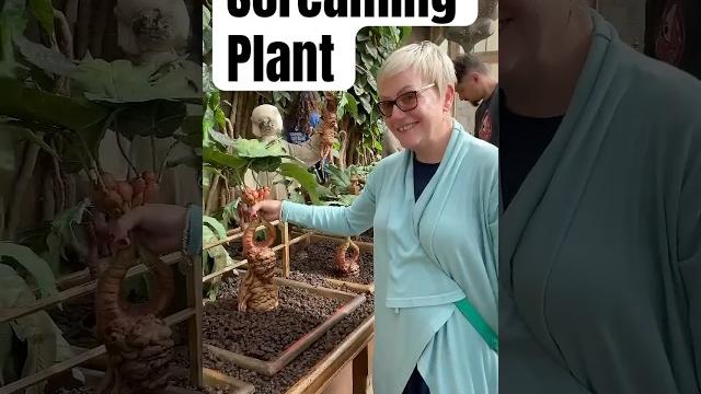 Screaming mandrake plant harry potter #harrypotter #viral Screaming mandrake plant harry potter #harrypotter #viral