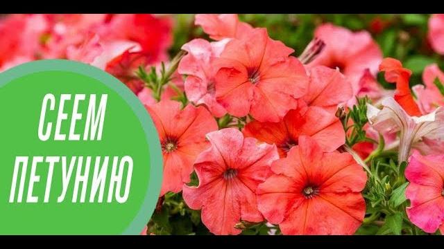 Сеем цветы на рассаду: петунию в улитку! Сеем цветы на рассаду: петунию в улитку!