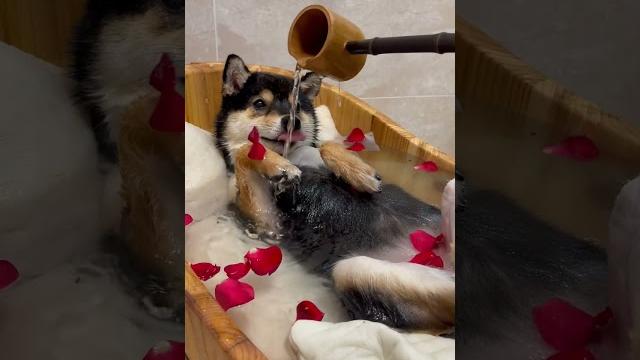 美人泡泡spa | 曼玉manyu氛围感清洁 | asmr #柴犬 #豆柴 #抖音 #柴犬可愛い 美人泡泡spa | 曼玉manyu氛围感清洁 | asmr #柴犬 #豆柴 #抖音 #柴犬可愛い