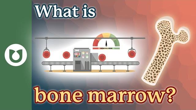 What is bone marrow? #bloodcancer What is bone marrow? #bloodcancer