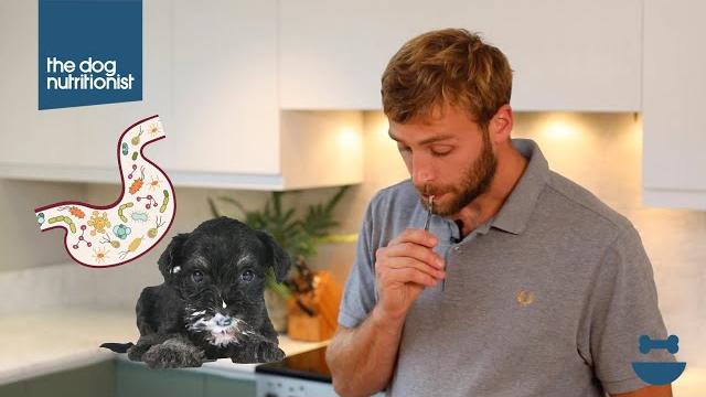 Homemade dog food breakfast (probiotic, gut health recipe) | dog nutrition lessons | ep 13. Homemade dog food breakfast (probiotic, gut health recipe) | dog nutrition lessons | ep 13.