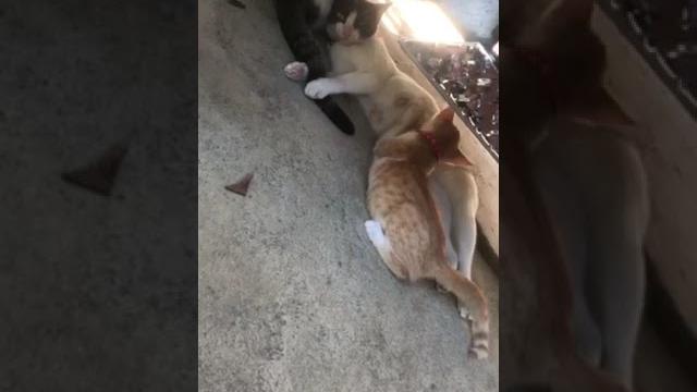 Laki n ni sky nkikidede pah #viral #views #viralshorts #cat #catlover #catshorts #ytshorts Laki n ni sky nkikidede pah #viral #views #viralshorts #cat #catlover #catshorts #ytshorts
