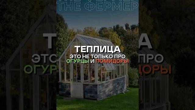 Теплица это не только про огурцы и помидоры! #огурцы #помидоры #теплица #томаты #клубника #банан Теплица это не только про огурцы и помидоры! #огурцы #помидоры #теплица #томаты #клубника #банан