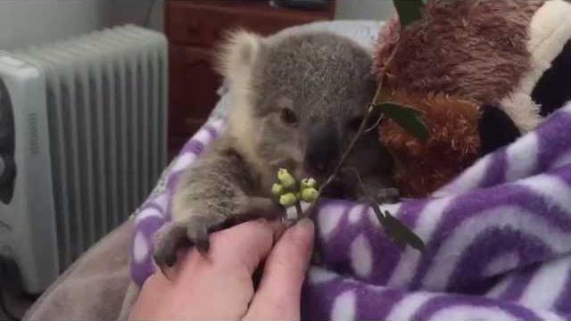 Koala joey's most adorable home video of all time Koala joey's most adorable home video of all time