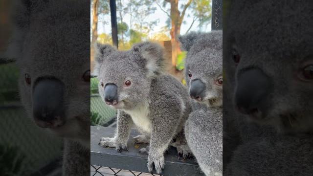 Cute koala trio Cute koala trio