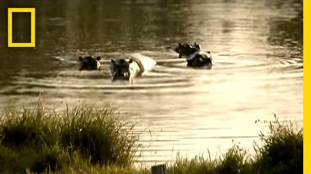 Pablo escobar's hippos | national geographic Pablo escobar's hippos | national geographic