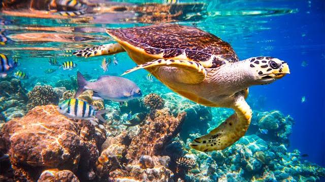Relaxing music to relieve stress, underwater wonders coral reefs and colorful marine life Relaxing music to relieve stress, underwater wonders coral reefs and colorful marine life