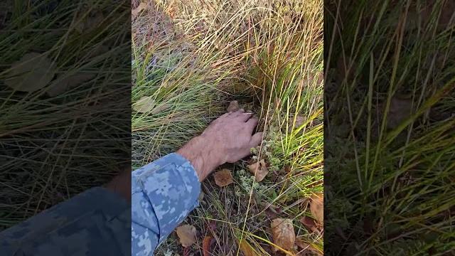 Следы медведя на клюквенном болоте Следы медведя на клюквенном болоте