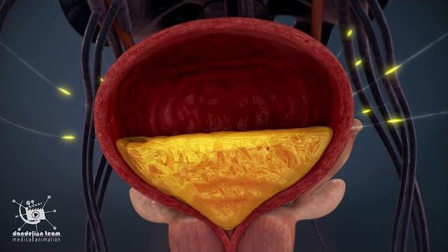 How is urine produced in the body?kidney, nephron, bladder function|anatomy of the urinary system How is urine produced in the body?kidney, nephron, bladder function|anatomy of the urinary system