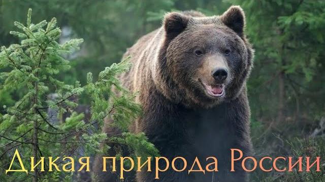 Дикая природа россии. Дикая природа россии.