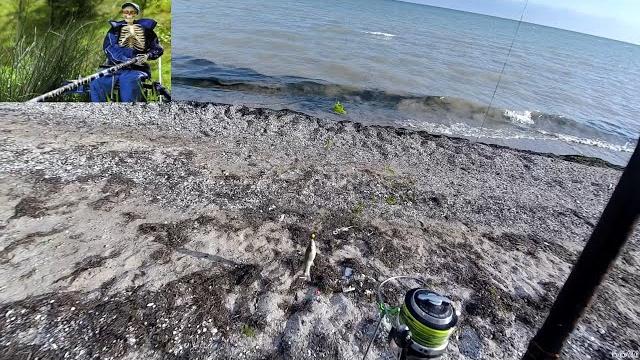 Пеленгас бердянский стандарт на дешевые снасти Пеленгас бердянский стандарт на дешевые снасти