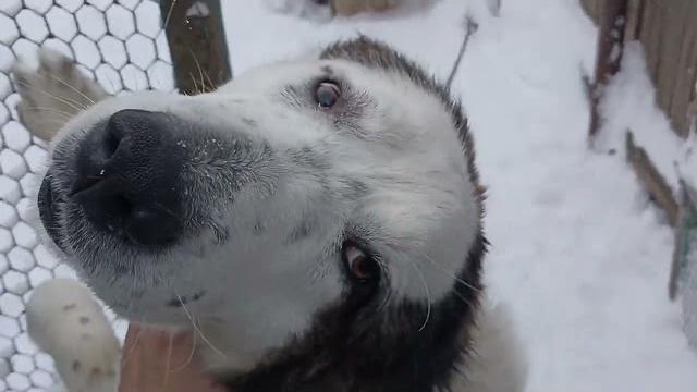 Наша джесси алабай Наша джесси алабай
