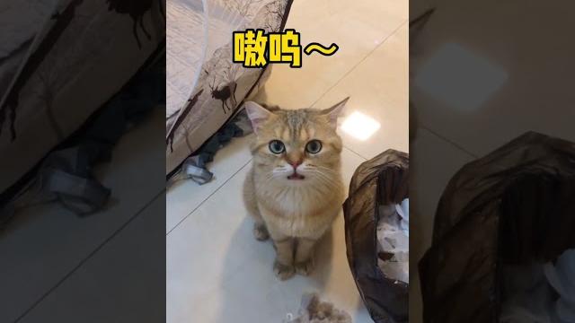 【薯條麻麻薯】薯條又解鎖新的語言技能了 【薯條麻麻薯】薯條又解鎖新的語言技能了