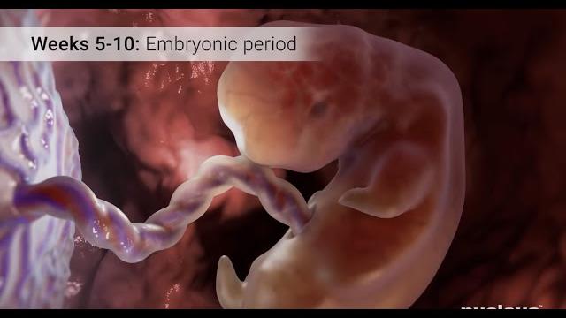 Pregnancy: the first trimester Pregnancy: the first trimester