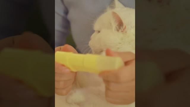 屁兜的沉浸式按摩spa asmr #asmr #cat #cats 屁兜的沉浸式按摩spa asmr #asmr #cat #cats