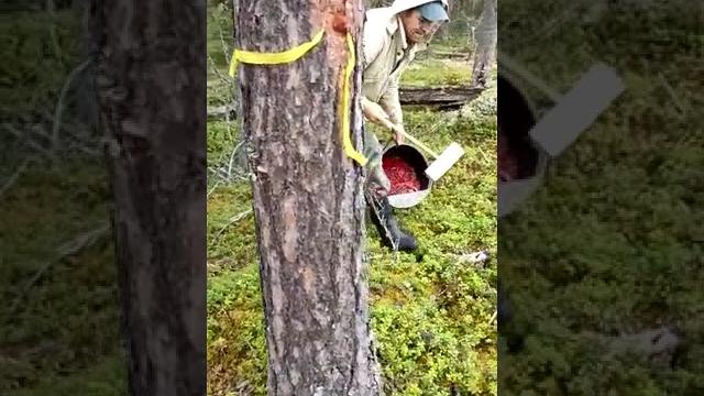Грабли для сбора брусники Грабли для сбора брусники