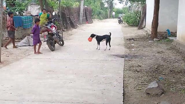 Sports dog Sports dog