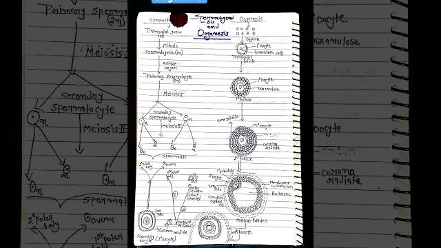 Spermatogenesis & oogenesis #spermatogenesis#oogenesis#diagram#shortnote#humananatomy#youtube Spermatogenesis & oogenesis #spermatogenesis#oogenesis#diagram#shortnote#humananatomy#youtube