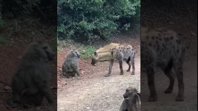 Baboon hides his cubs from hyena Baboon hides his cubs from hyena