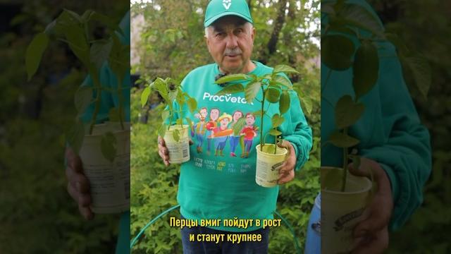 Перцы вмиг пойдут в рост и станут крупнее после этой натуральной подкормки! чем подкормить перец Перцы вмиг пойдут в рост и станут крупнее после этой натуральной подкормки! чем подкормить перец