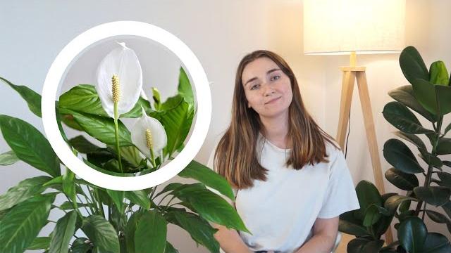 Почему спатифиллум не цветёт? как заставить спатифиллум цвести/ женское счастье мой опыт выращивания Почему спатифиллум не цветёт? как заставить спатифиллум цвести/ женское счастье мой опыт выращивания
