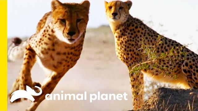 How do cheetahs run so fast? | how do animals do that? How do cheetahs run so fast? | how do animals do that?