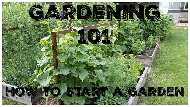 Gardening 101: how to start a garden Gardening 101: how to start a garden