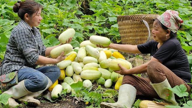 The girl who caught ducks visited the kind woman and helped her harvest cucumbers to sell. The girl who caught ducks visited the kind woman and helped her harvest cucumbers to sell.