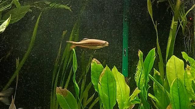 Amazon aquarium live - fantastic relax to the sounds of natural 90 gallons aquarium no music Amazon aquarium live - fantastic relax to the sounds of natural 90 gallons aquarium no music