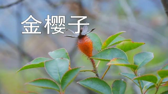 【金樱子】比糖还甜!怎么吃? 【金樱子】比糖还甜!怎么吃?