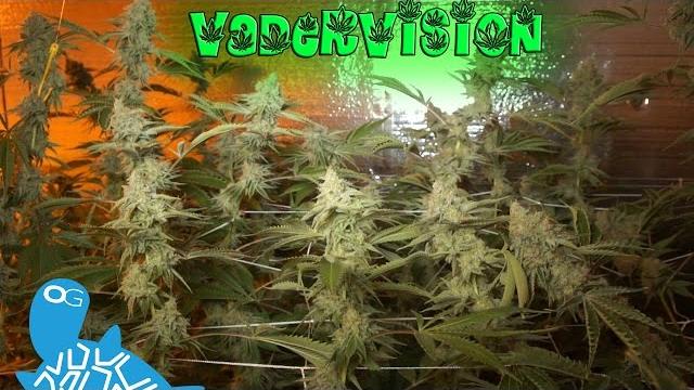Bud porn - alien rift oside Bud porn - alien rift oside