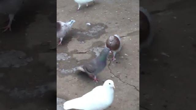 Бакинские голуби Бакинские голуби